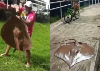 Pescadores capturam arraia gigante em São Caetano de Odivelas; veja o vídeo